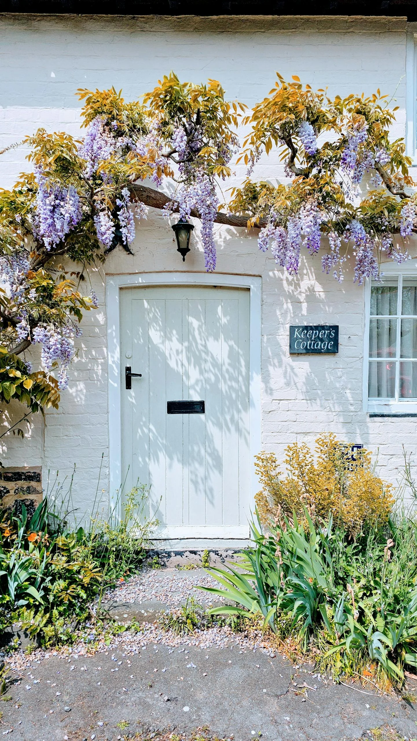 Charming white cottage with a blue door and lush wisteria, perfect for a peaceful weekend rest.